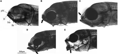 Effects of Rotifers Enriched With Different Enhancement Products on Larval Performance and Jaw Deformity of Golden Pompano Larvae Trachinotus ovatus (Linnaeus, 1758)